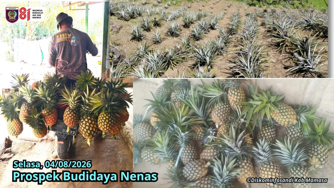 Pemkab Mamasa Dorong Prospek Nenas Buntumalangka Bernilai Ekonomi 2026