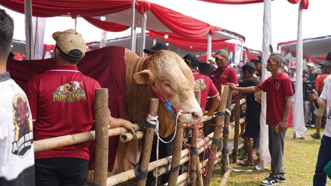 Kontes Sapi APPSI di Kabupaten Bogor