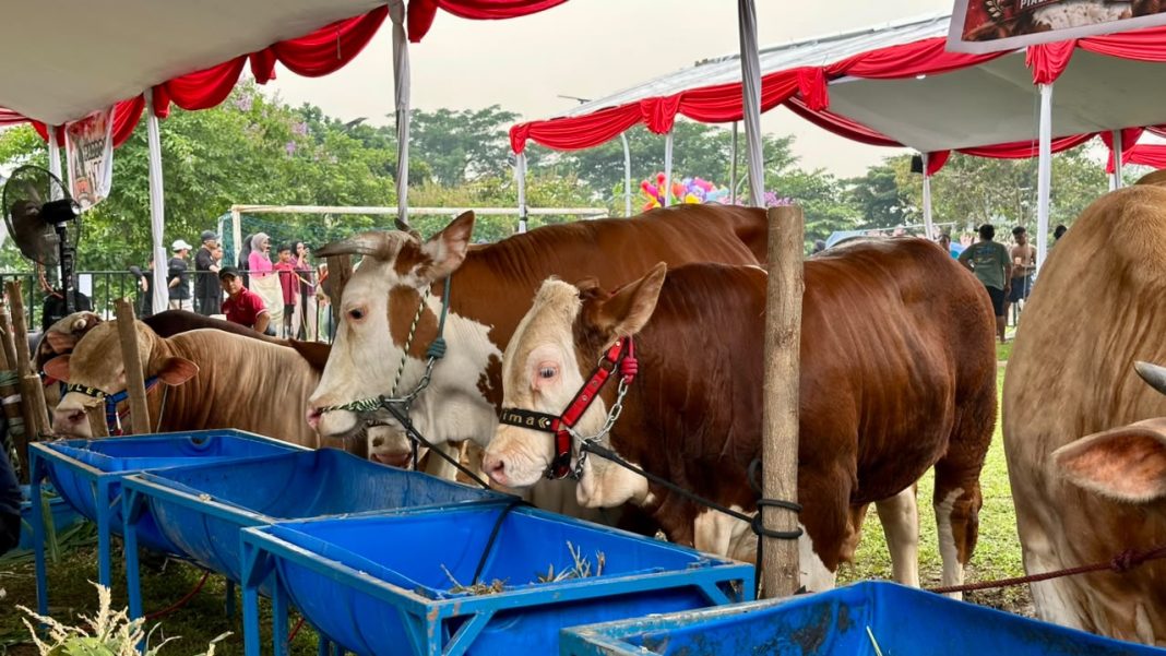 Titik temu peternak pada Kontes Sapi APPSI Piala Presiden 2026