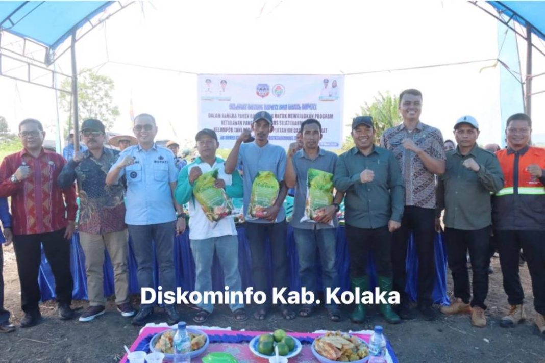 Panen Raya Jagung di Kolaka, Bupati H. Amri Perkuat Ketahanan Pangan dan Kesejahteraan Petani