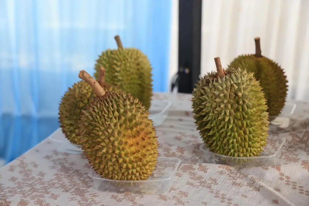 Bupati Bogor Lepas Ekspor Perdana 48 Ton Durian Beku ke Pasar Internasional