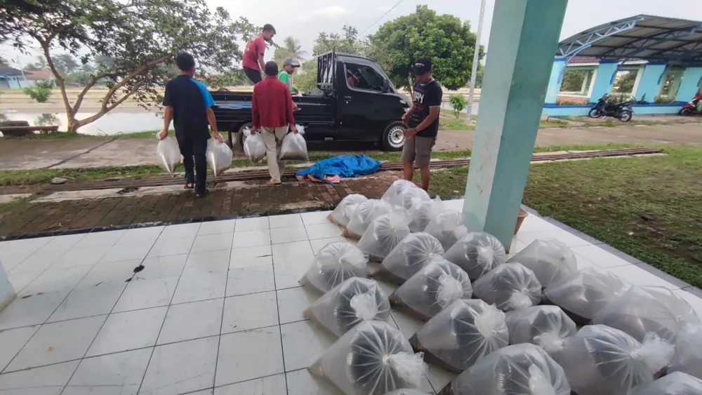 Upt BBI Cibitung Bersama DPC AJWI Kabupaten Bogor Serahkan 15.000 Benih Nila Kepada 3 Kelompok Tani Wujudkan Ketahanan Pangan