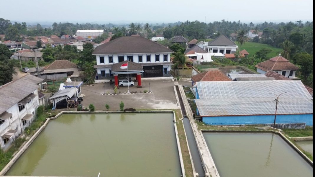 Budidaya ikan Banten dengan penguatan benih unggul