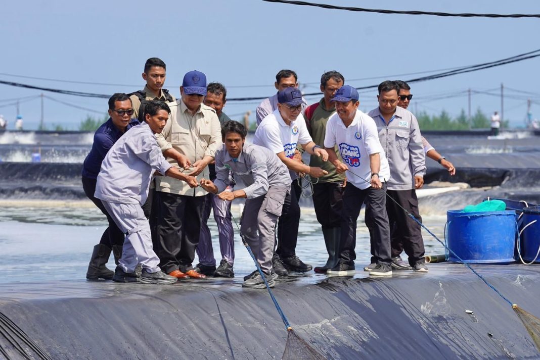 Presiden Prabowo Dorong Swasembada Protein Nasional Lewat Tambak Udang Produktif di Kebumen 2026